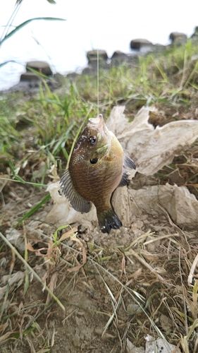 ブルーギルの釣果