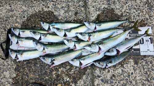 サバの釣果