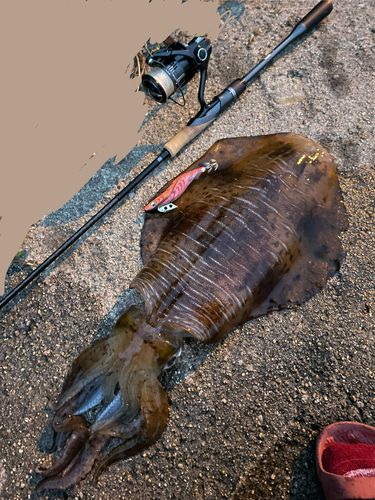 アオリイカの釣果
