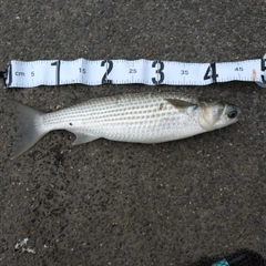 ボラの釣果
