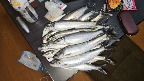 ニシンの釣果