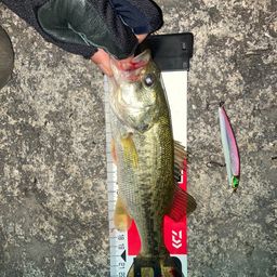 ラージマウスバス