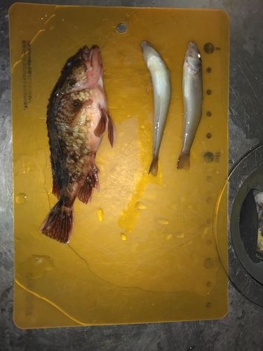 シロギスの釣果