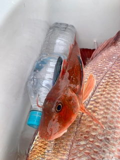 ホウボウの釣果