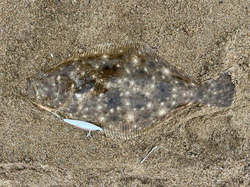 ヒラメの釣果
