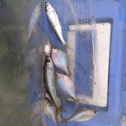 タイリクバラタナゴ