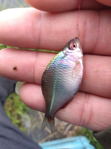 タイリクバラタナゴの釣果