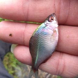 タイリクバラタナゴ