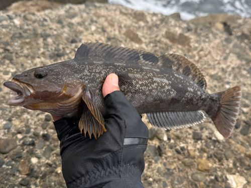 アイナメの釣果