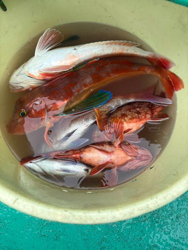 マダイの釣果