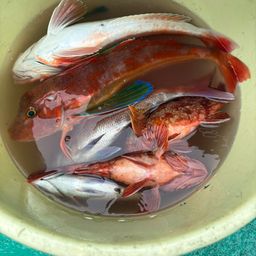 マダイ
