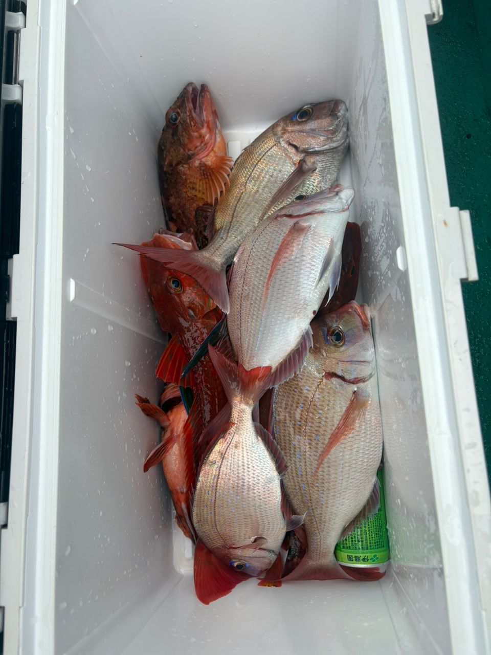 ピピAppleさんの釣果 2枚目の画像