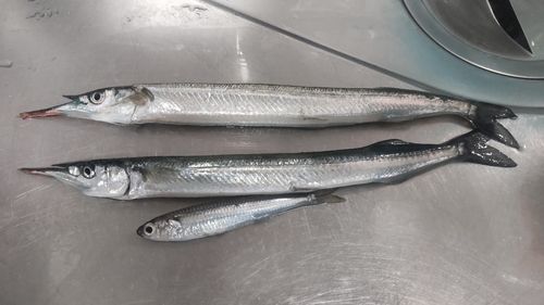 サヨリの釣果