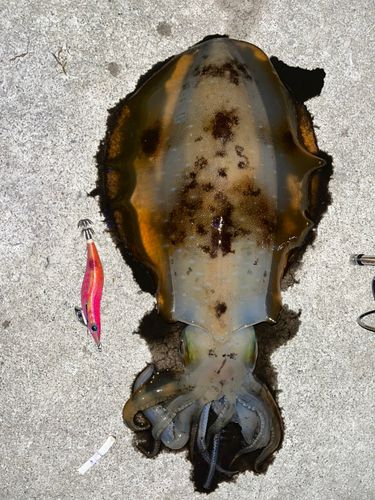 アオリイカの釣果