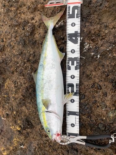 イナダの釣果