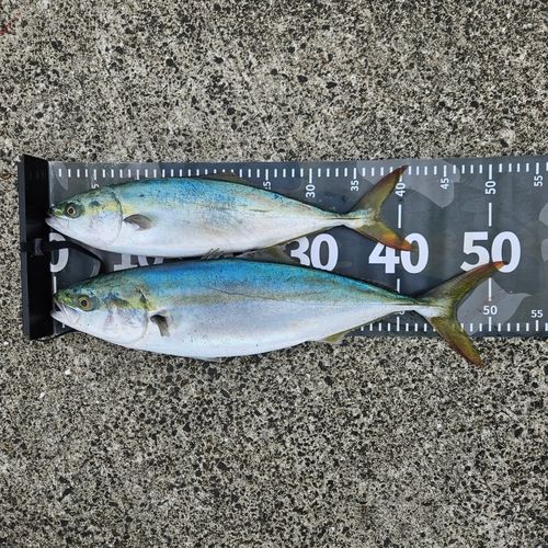 ワカシの釣果