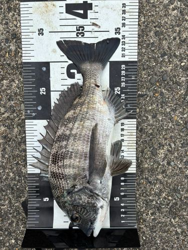 クロダイの釣果