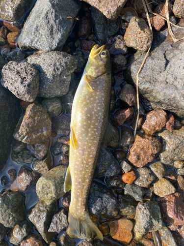 エゾイワナの釣果