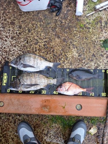 クロダイの釣果