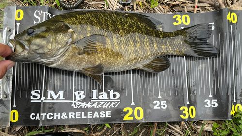 スモールマウスバスの釣果