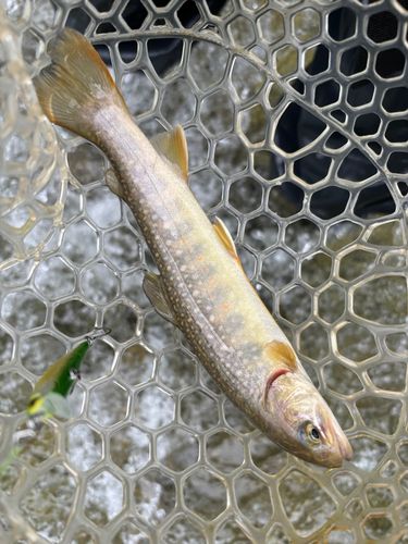 イワナの釣果