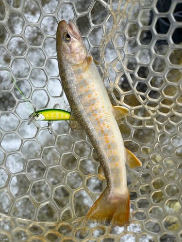イワナの釣果