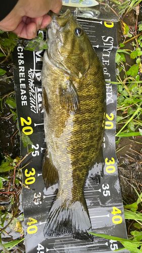 スモールマウスバスの釣果