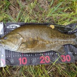 スモールマウスバス