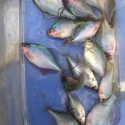 タイリクバラタナゴ