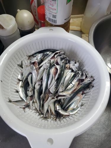釣果
