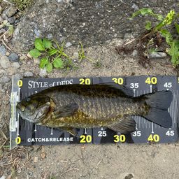 スモールマウスバス
