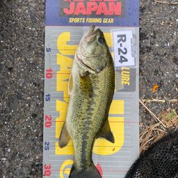 ラージマウスバス