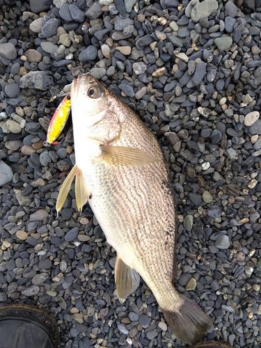ニベの釣果
