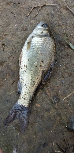 フナの釣果