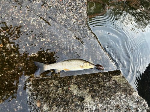ウグイの釣果