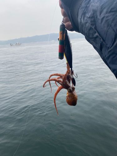 タコの釣果