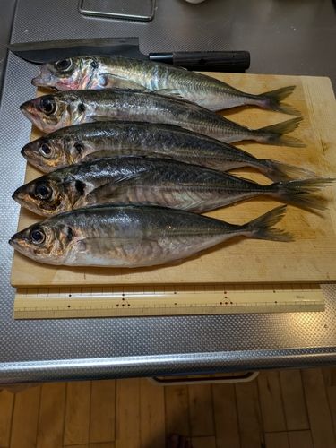 アジの釣果