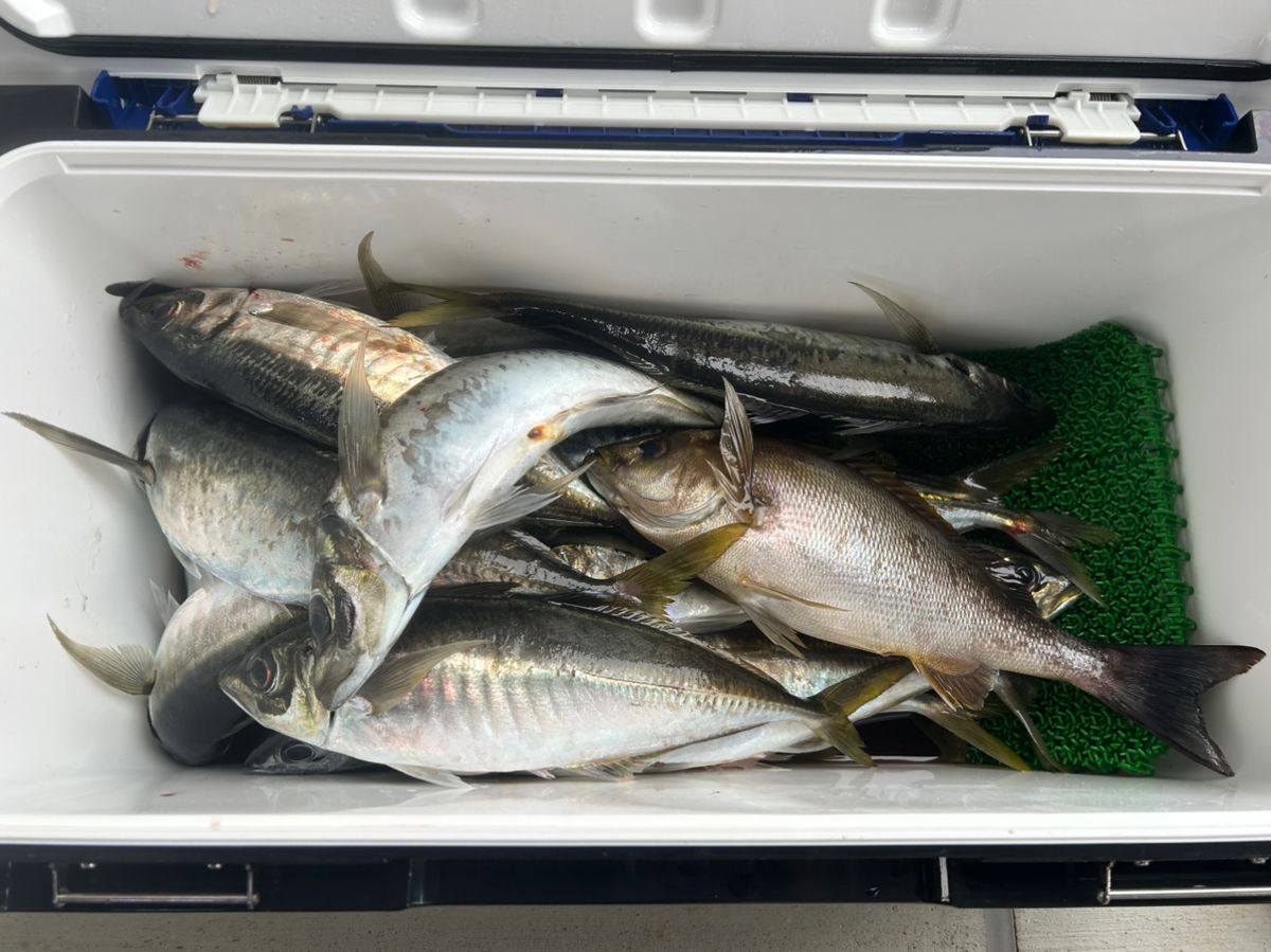 たけしハイさんの釣果 1枚目の画像