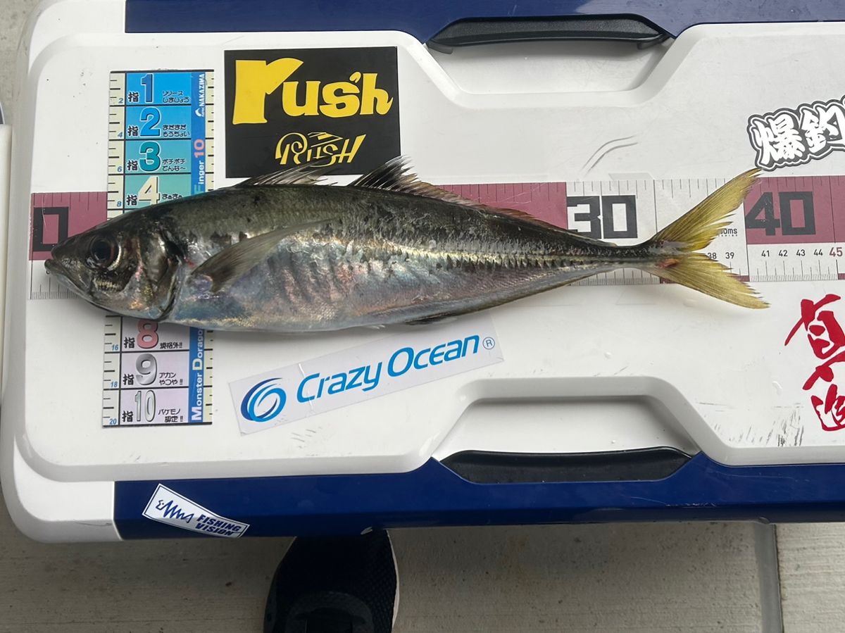 たけしハイさんの釣果 2枚目の画像