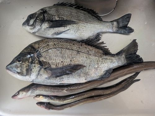 クロダイの釣果