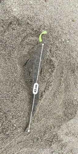 マゴチの釣果