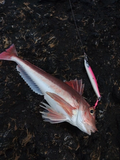 カナガシラの釣果