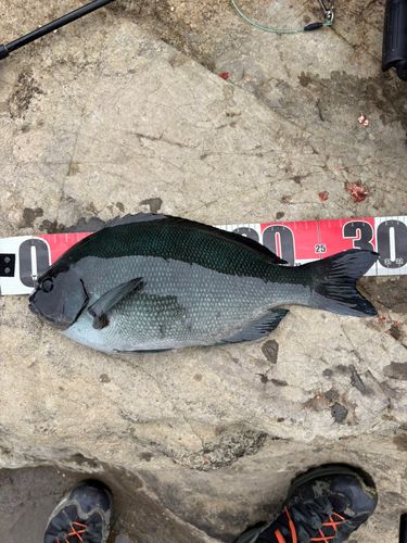 オナガグレの釣果