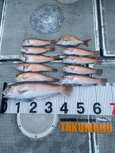 アマダイの釣果