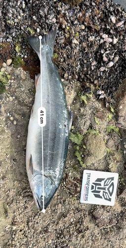 サクラマスの釣果