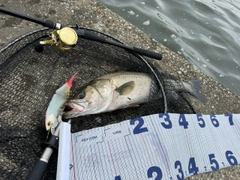 シーバスの釣果