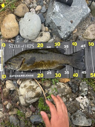 スモールマウスバスの釣果