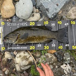 スモールマウスバス