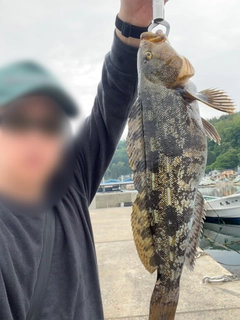アイナメの釣果