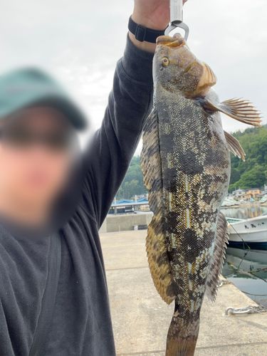 アイナメの釣果